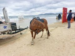 -养马岛旅游度假区