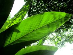 景点-广州珠江公园