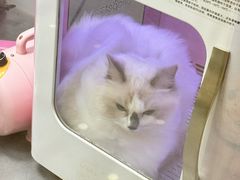 -瑞鹏宠物医院·骨科·猫科·内科(第一中心)