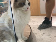-飞行喵MR PILOT|猫舍·猫咖(静安大融城店)