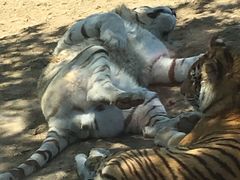 -大连森林动物园