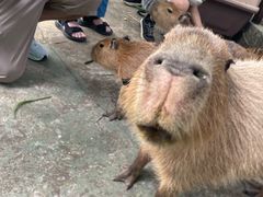 -深圳野生动物园