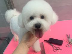 -宠福鑫康馨动物医院·骨科·眼科