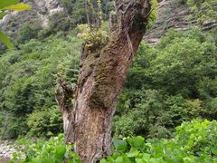 -黎坪国家森林公园