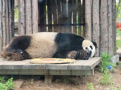 -大连森林动物园