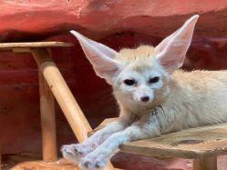 -Zoolung Zoolung动物主题公园(海信广场店)