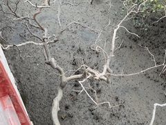 -北海金海湾红树林生态旅游区