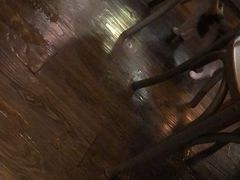 -吉丁鸟咖·异宠·寄养