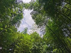 -云栖竹径