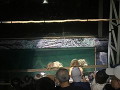-清迈夜间动物园