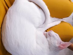 -喵的天空名猫咖啡馆·撸猫·猫舍·用品