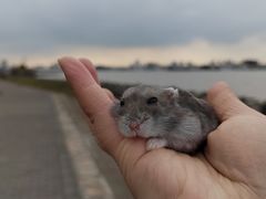 -上海滨江森林公园