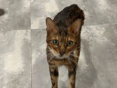 -楼上猫咖(罗湖店)