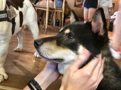 -萌喵咖啡屋(人民东路4号口M16商铺店)