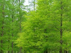 -白鹭湾湿地公园