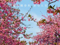 -上海辰山植物园