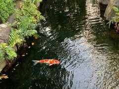 -东京浅草和服体验江户和装工房雅(浅草本店)