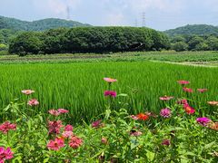 -八卦田遗址公园
