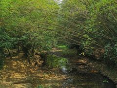 -大屏嶂森林公园