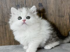 -小猫来了·猫舍(红山六九七九店)