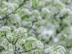 -梅花山(明孝陵内)