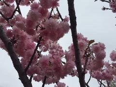 -天适樱花悠乐园