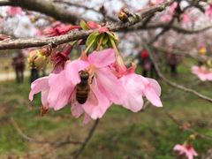 -天适樱花悠乐园