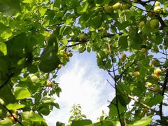 -成都中医药大学(温江校区)