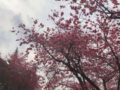 -武汉大学-樱园