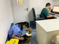 -宠颐生动物医院·猫科·心脏科(海口分院)