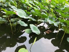 -长春市南湖公园