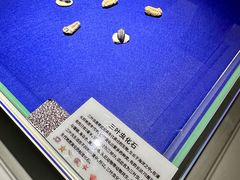 -贝壳王国博物馆