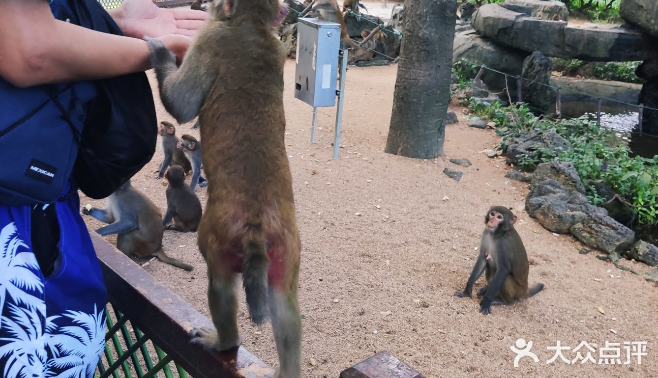 猴岛，万宁市陵水黎族自治县