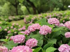 -上海共青森林公园