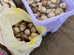 -启东黄金海滩景区