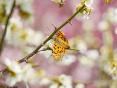 -蜀冈西峰生态公园