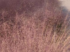 -嘉北郊野公园