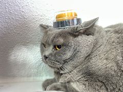 -琪喵猫屋·撸猫猫咖·猫舍