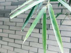 -龙潭水乡