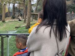 -都江堰中华大熊猫苑
