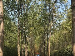 -合肥滨湖国家森林公园