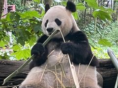 -都江堰中华大熊猫苑