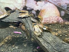 -上海大自然野生昆虫馆(东方明珠·爬宠昆虫探索中心)