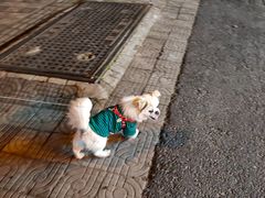 -艾贝尔宠物诊疗