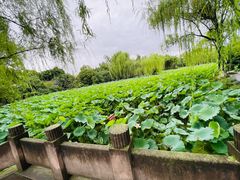 -桂湖森林公园