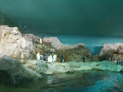 -新加坡飞禽公园