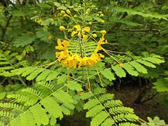 -西双版纳傣族园