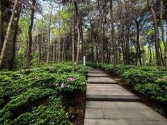 -铁山坪森林公园