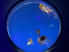 -海合安成都极地海洋公园