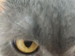 -喵园·猫主题咖啡厅·撸猫·猫咖(国贸店)